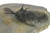 Short Trident Walliserops Trilobite - Timrzit, Morocco #273887-1